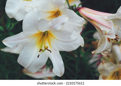 Close-up Of White Royal Lily (lilium Regale) And Green Leaves In The Garden In Summer. Beautiful Floral Background. Lilium Longiflorum, An Easter Lily, Is A Symbol Of Easter.