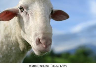 Close-up of a white sheep looking at the camera with a soft, blurred natural background of blue sky and greenery.