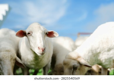 A close-up of a white sheep looking at the camera with blue sky and other sheep in the background.