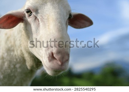 Close-up of a white sheep looking at the camera with a soft, blurred natural background of blue sky and greenery.