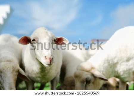 A close-up of a white sheep looking at the camera with blue sky and other sheep in the background.