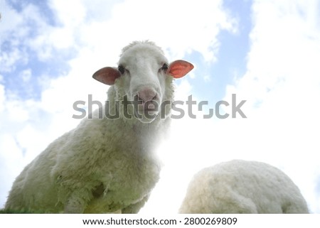 A close-up of a white sheep looking down against a bright sky with scattered clouds.