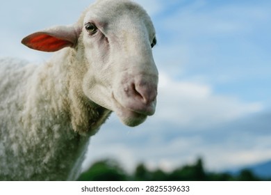 A close-up of a white sheep with soft wool, looking toward the camera against a blurred blue sky and green landscape background.