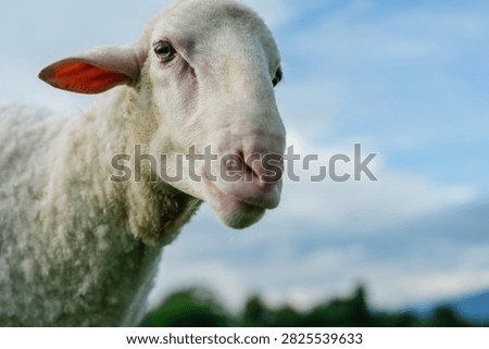 A close-up of a white sheep with soft wool, looking toward the camera against a blurred blue sky and green landscape background.