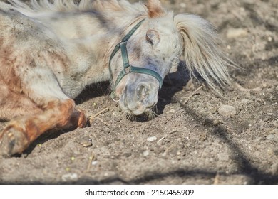 A Closeup of a white Shetland pony horse laying under the sun