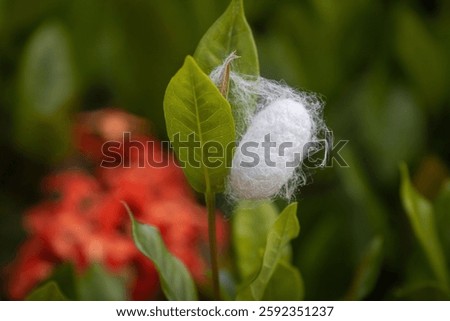 A close-up of a white silkworm cocoon on a green leaf with a blurred red flower background.