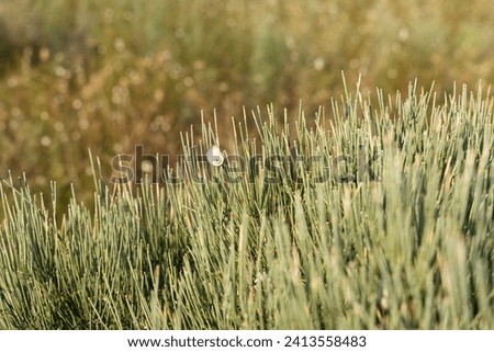Closeup of white snail on dry green grass at sunset on a summer day
