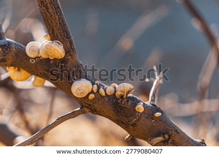 close-up of white snail shells on a tree branch