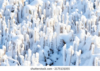 Closeup Of White Snow Covered Forest Landscape On A Winter Day. Frosty Garden Ground Preserved In Snow. Twigs On The Woods Floor Covered In Thick, Icy Frost. Details Of A Snow Blanket Over Rural Land