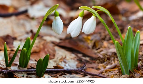 closeup white snowdrop flowers growth in forest among dry leaves - Shutterstock ID 2255444925