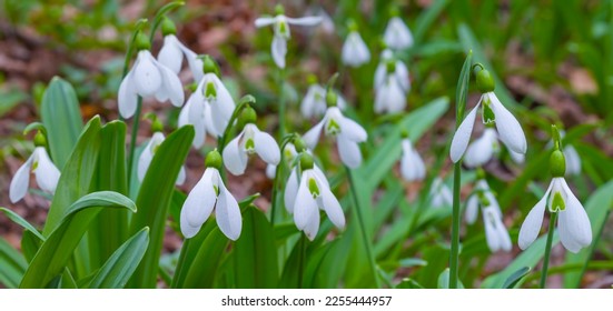 closeup white snowdrop flowers growth in forest among dry leaves - Shutterstock ID 2255444957
