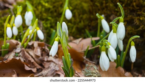 closeup white snowdrop flowers growth in forest among dry leaves - Shutterstock ID 2255444973
