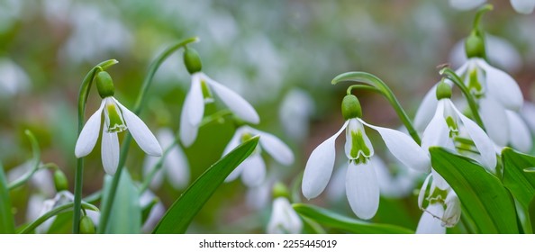 closeup white snowdrop flowers growth in forest among dry leaves - Shutterstock ID 2255445019