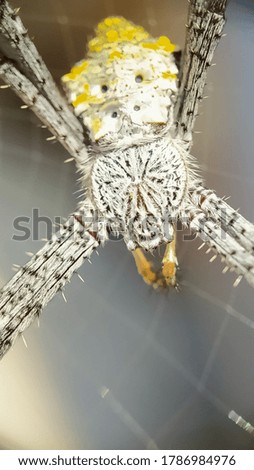 Similar – Image, Stock Photo Passport photo of a freshly bred chick