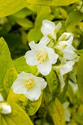Closeup Of The White Spring Flowers Of Golden Mockorange (Philadelphus Coronarius 'Aureus')