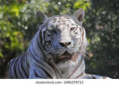 A closeup of a white tiger resting at the zoo. - Powered by Shutterstock