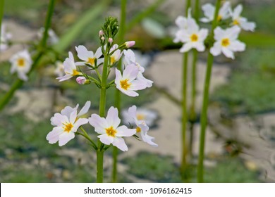 Close-up of white water violet or featherfoil flowers and duckweed in a creek in Bourgoyen nature reserve, Ghent, Belgium - Hottonia palustris - Shutterstock ID 1096162415