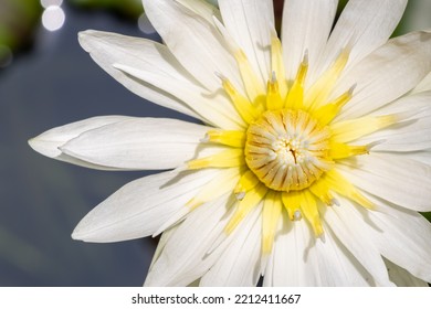 Close-up Of White Waterlily Flower