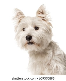 Close-up Of A White West Highland Terrier , Isolated On White