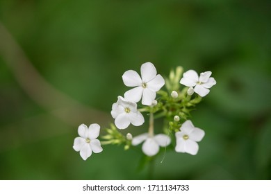 Closeup of white wildflowers garden phlox flowers with buds and green background
