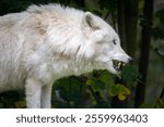 A close-up of a white wolf showing its teeth in a forest setting, highlighting its fierce expression and thick fur.