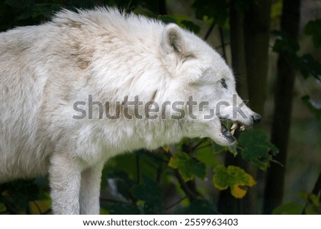 A close-up of a white wolf showing its teeth in a forest setting, highlighting its fierce expression and thick fur.