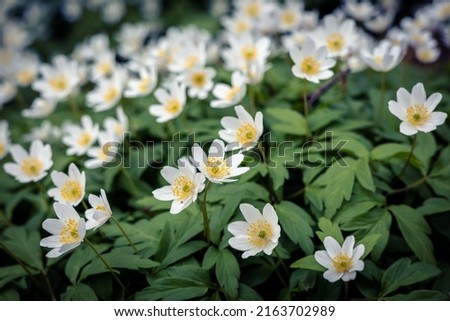 Close-up of white wood anemone flowers blooming in the springtime. 