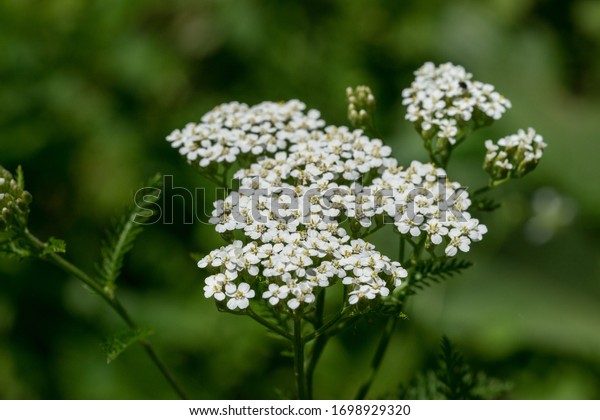 Closeup of white yarrow wildflowers and green\
leaves with green\
background