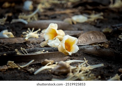 It's a close-up of white and yellow flower petals on dark soil. Durian Flowers. - Powered by Shutterstock