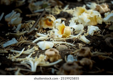 It's a close-up of white and yellow flower petals on dark soil. Durian Flowers. - Powered by Shutterstock