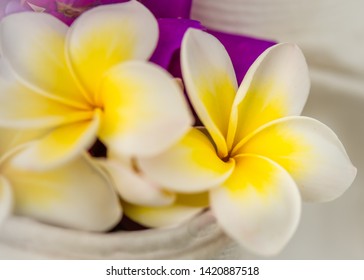 Close-up White and Yellow Frangipanis with vibrant colors, high level of detail and selective focus 