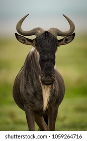 Close-up of white-bearded wildebeest standing facing camera