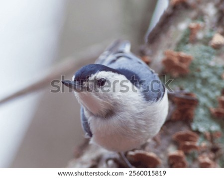 Closeup of White-breasted Nuthatch on a tree branch
