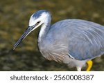 A closeup of a white-faced heron (Egretta novaehollandiae)