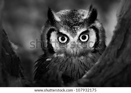 Close-up of a Whitefaced Owl (Artistic Processing)