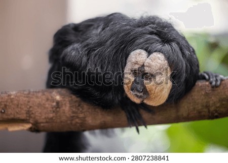 Close-up of a white-faced saki monkey perched on a branch, showcasing its distinct facial features and lush fur.