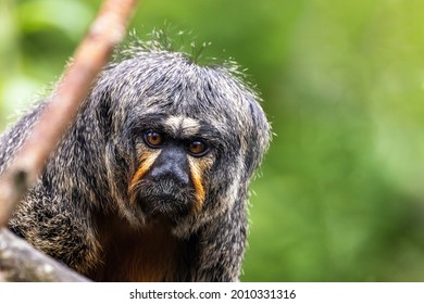 Closeup Of A White-faced Saki,  Pithecia Pithecia. This Is An Adult Female And Is Indigenous To The Amazon Rainforest And South America. Foliage Background With Space For Text.