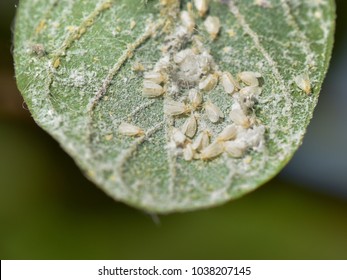 224 Whitefly nymphs Images, Stock Photos & Vectors | Shutterstock