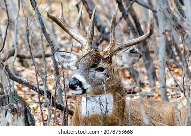 Close-up white-tailed buck deer in an autumn landscape resting