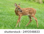 Close-up of white-tailed deer in summer meadow