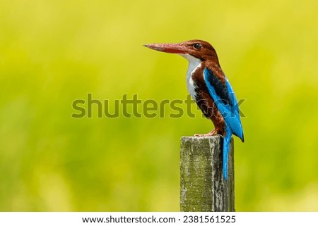 close-up of white-throated kingfisher perching on fence pole 