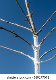 Closeup Of Whitewashed Young Fruit Tree Against The Blue Sky