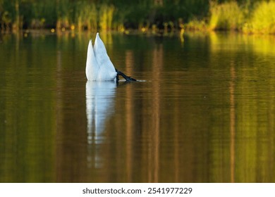 Closeup of a Whooper swan diving to reach some plants on a calm lake on a summer morning near Kuusamo, Northern Finland - Powered by Shutterstock