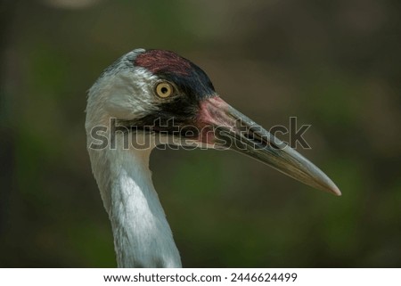 Close-up of a Whooping Crane