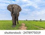 A closeup wide angle portrait of African Elephant from Masai Mara, Kenya