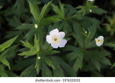 Closeup Of Wild Anemone Growing In The Candian Forest