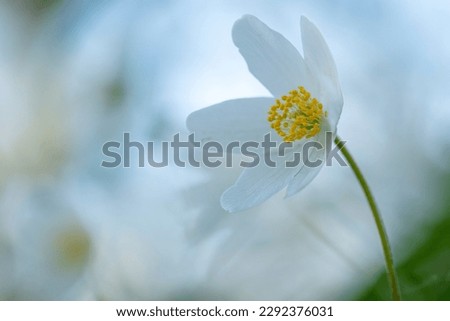 Similar – Image, Stock Photo for all girls Garden