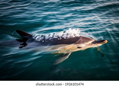 Closeup Of A Wild Beautiful Common Dolphin Swimming At The Surface Of The Atlantic Ocean