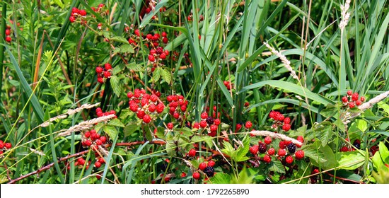 Closeup Of Wild Berries At The Russell W. Peterson Urban Wildlife Refuge In Wilmington, Delaware