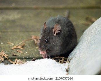 close-up of a wild black rat (Rattus rattus) outdoors on a wooden deck, in the snow 